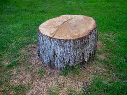 Best Leaf Removal  in Spearman, TX