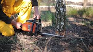 How Our Tree Care Process Works  in  Spearman, TX