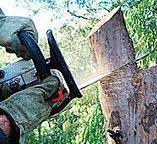 Best Tree and Shrub Care  in Spearman, TX