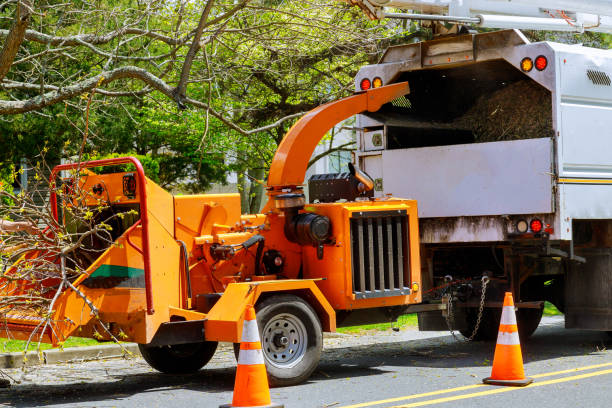 Best Tree Fertilization  in Spearman, TX