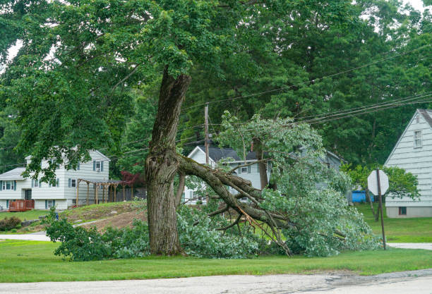 Best Tree Disease Treatment  in Spearman, TX