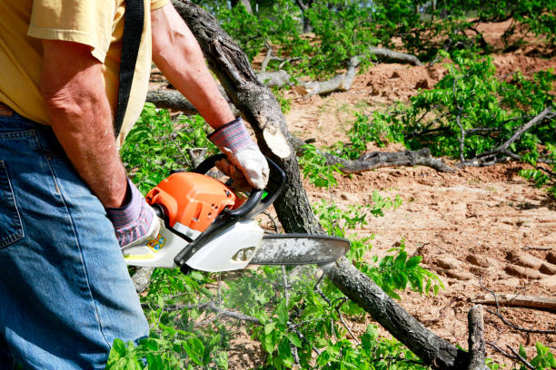 Best Grass Overseeding  in Spearman, TX